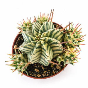 Euphorbia Meloformis Variegata Ø6,5cm