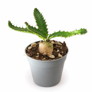 Euphorbia Stellata Ø6,5cm