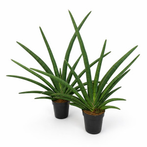 Sansevieria Tiara Grand Gazelle Ø12cm