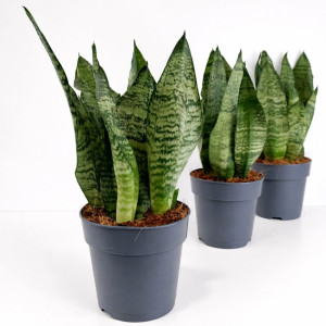 Sansevieria Zeylanica Ø12cm