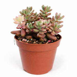 Sedum Rubrotinctum Ø8cm