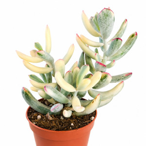 Cotyledon Orbiculata Variegata Ø8cm