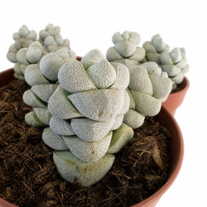 Crassula Moonstone Ø8,5cm