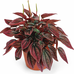 Peperomia Caperata Cayenne Ø12cm
