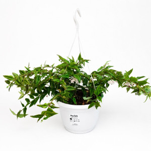 Hoya Bella Ø22cm-Hoja piękna