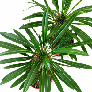 Pachypodium lamerei Ø10,5cm - Palma Madagaskaru