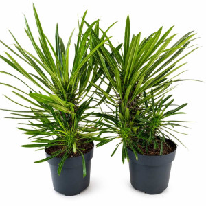Pachypodium lamerei Ø14cm - Palma Madagaskaru