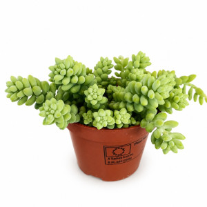 Sedum Burrito Ø10cm (rozchodnik)
