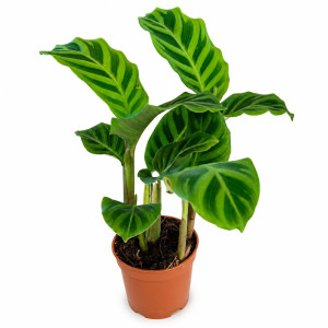Calathea Zebrina Ø7cm