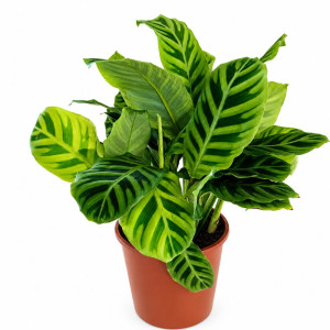 Calathea Zebrina Ø14cm