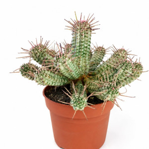 Euphorbia Mammillaris variegata Ø10cm