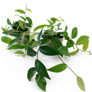 Ficus Sagittata Ø12cm