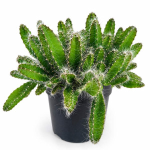 Hylocereus undatus Ø10cm - pitaja
