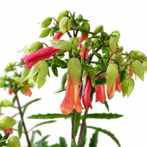 Kalanchoe Lucky Bells Ø14cm
