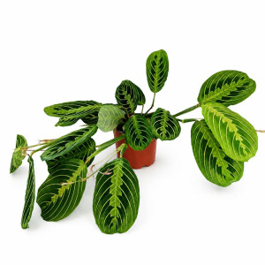 Maranta Lemon Lime Ø12cm