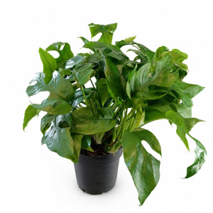 Monstera Minima Ø12cm