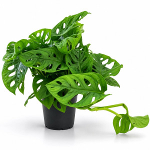 Monstera Monkey Mask Ø12cm