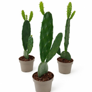 Opuntia Cochenillifera Ø12cm