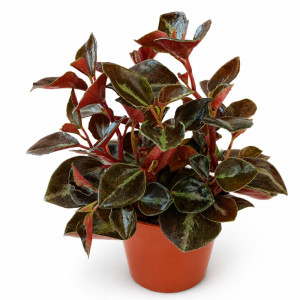 Peperomia Matallica Colombiana Ø7cm