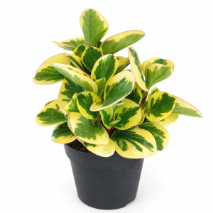 Peperomia Obtipan Bicolor Ø12cm