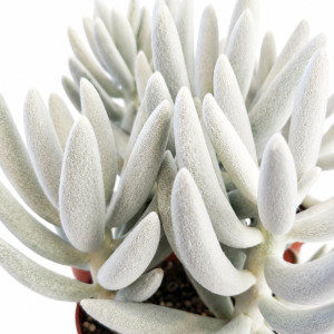 Senecio Mont Blanc Ø8cm