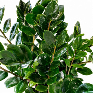 Zamioculcas Zamiifolia Lima Ø12cm