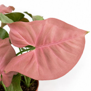 Syngonium Neon Robusta Ø12cm