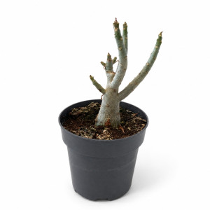 Adenium obesum-Róża Pustyni-Ø11cm
