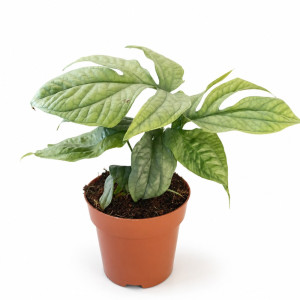 Amydrium Medium Silver Ø12cm-monstera