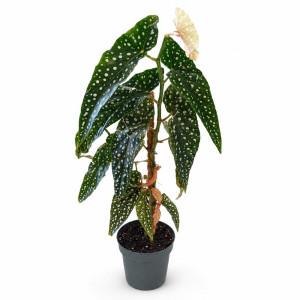 Begonia Maculata Ø12cm