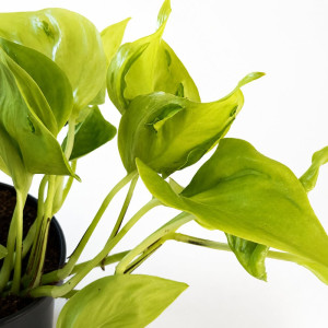 Epipremnum Champs Élysées Ø12 cm – limonkowe epipremnum