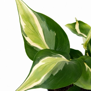 Filodendron Silver Stripe Ø12cm – pnący filodendron