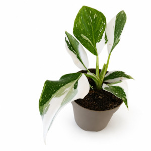 Filodendron White Wizard Ø11 cm – biało-zielona variegata