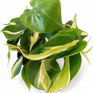 Filodendron Rio Ø12cm