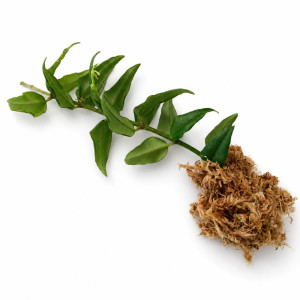 Hoya bella – wstępnie ukorzeniona szczepka pędowa 15–18 cm