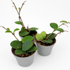 Hoya Mathilde Splash Ø6cm – srebrzysta hoya