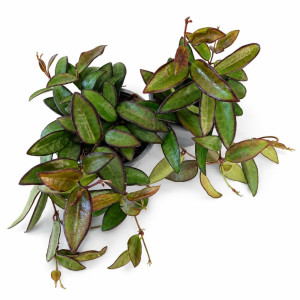 Hoya Rosita Ø9cm