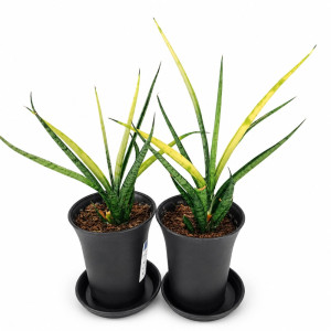 Sansevieria Comet Chrysanta Lemon IIgat.