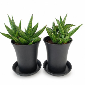 Sansevieria Comet Canoe Ø7,5 cm – gęsta sansewieria