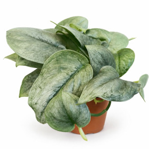 Scindapsus Silver Hero Ø12cm