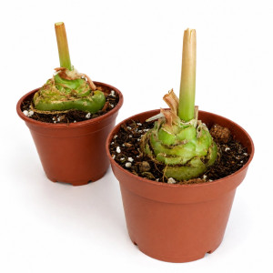 Albuca spiralis – duża bulwa 6–8 cm w podłożu