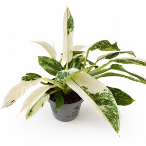 Filodendron Jose Buono Variegata Ø12 cm – kolekcjonerski filodendron