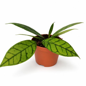 Hoya Callistophylla „KAL 16” Ø9cm – kolekcjonerska hoya