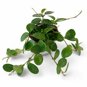 Hoya Mathilde Ø9cm – kompaktowa hoya o drobnych liściach