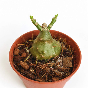 Hydnophytum Papuanum Ø6cm-mrówcza roślina