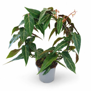 Parthenocissus Amazonica Ø12cm – srebrzyste pnącze
