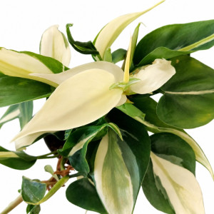 Filodendron Cream Splash Ø12cm – pnący filodendron variegata