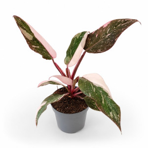 Filodendron Pink Princess Marble Ø9 cm – różowa variegata