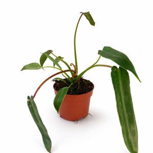 Filodendron Spiritus Sancti Ø10,5 cm – kolekcjonerski filodendron