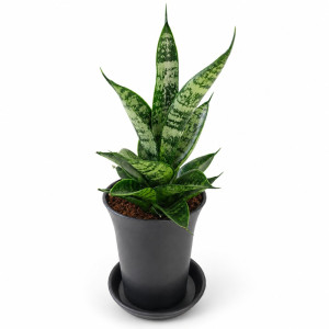 Sansevieria Hahnii Frozen Ø7,5 cm – kompaktowa sansewieria
